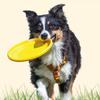[Pet] Диск для собак