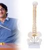 Vertebral Column Model Flexible Spine Caudal Vertebra Anatomical Model with Spinal Nerves for Science Classroom Teaching