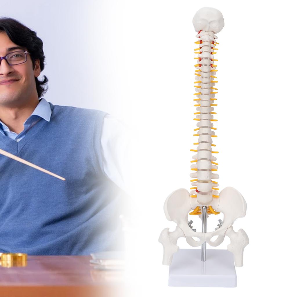 Vertebral Column Model Flexible Spine Caudal Vertebra Anatomical Model with Spinal Nerves for Science Classroom Teaching