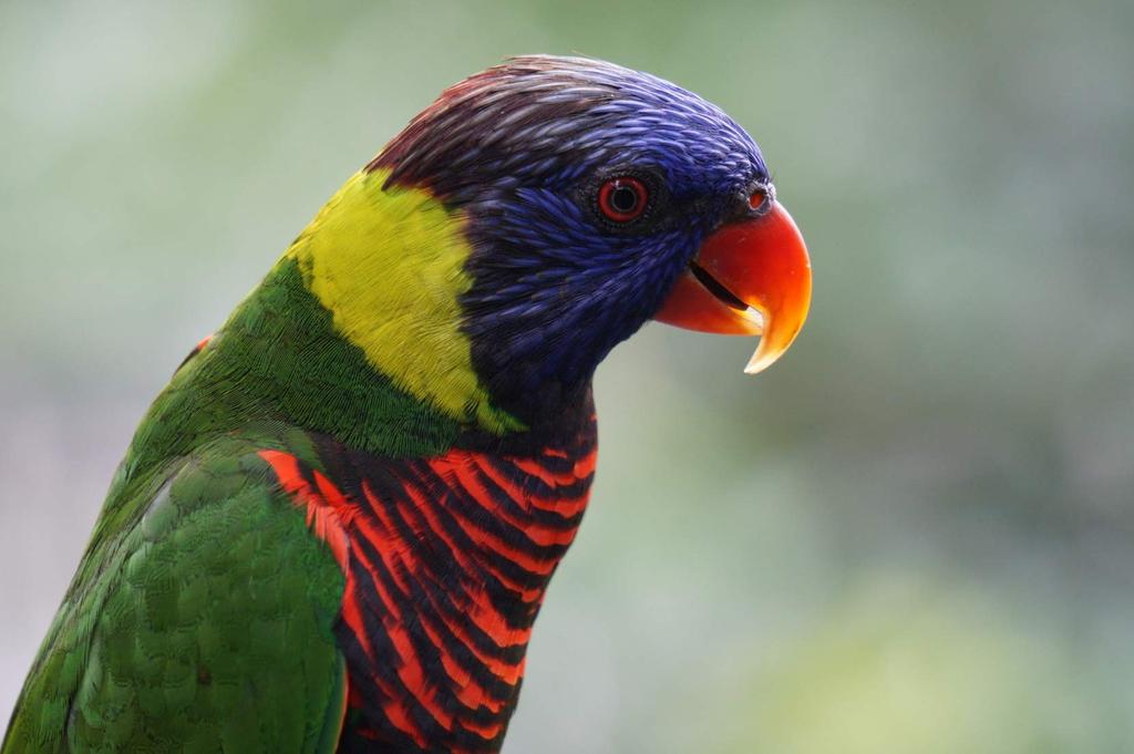 Sony Стандартный зум-объектив E OSS оригинальный объектив для цифровой камеры SEL55210 BQ APS-C 55-210 мм F4.5-6.3 однообъективный [крепление E]