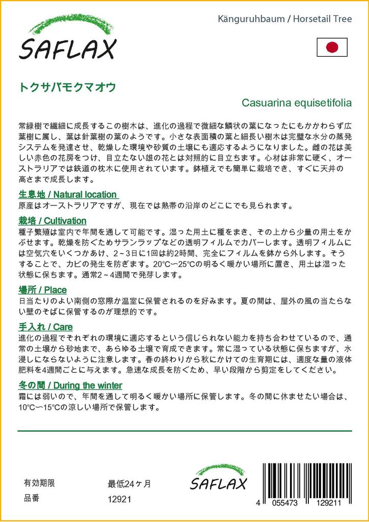 SAFLAX Хвощ полевой - 200 семян - Casuarina equisetifolia