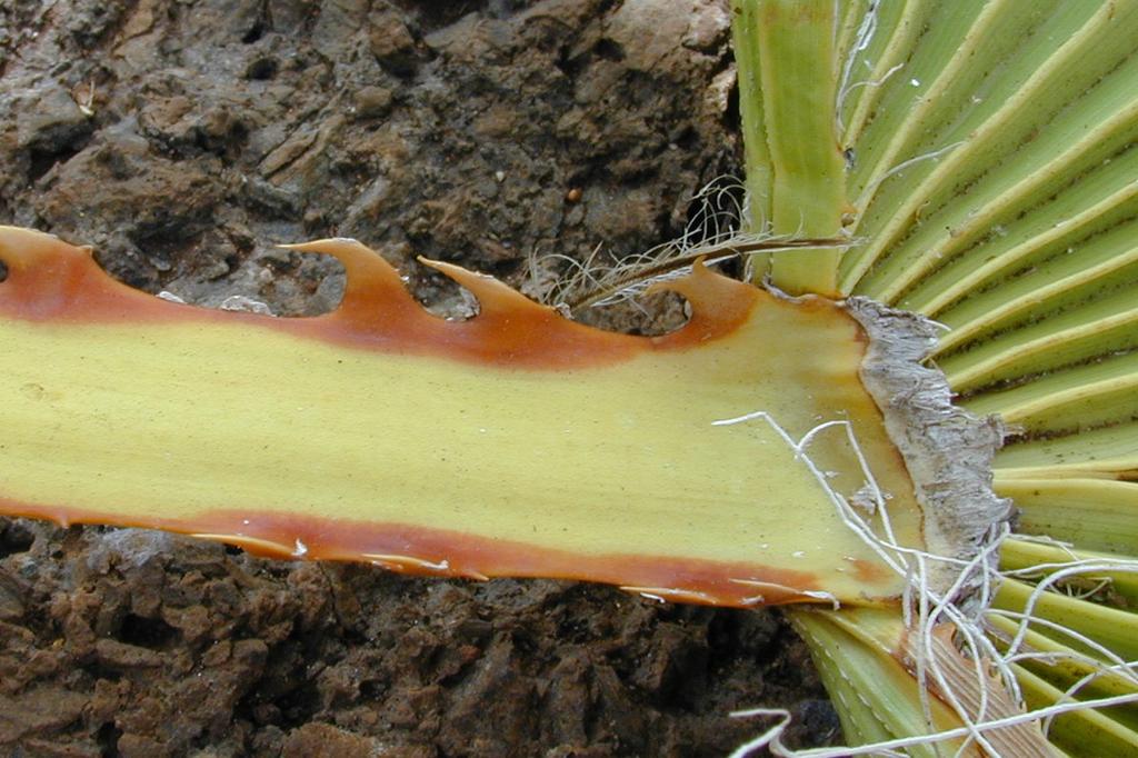 SAFLAX Мексиканская хлопковая пальма - 12 семян - Вашингтония робуста