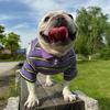 INS New Pure Cotton Pet Shirt Striped T-shirt Dog Shirt Dog Clothes Yorkshire Terrier French Bulldog Clothes