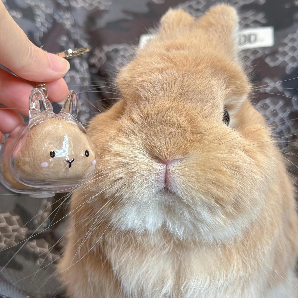 Funny Rabbit Shape Hair Storage Keepsakes Box Keychain Plastic Clear Pet Furs Collector Pendant Decors Pet Lover Gift