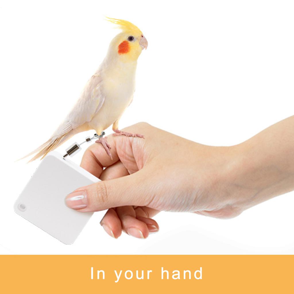 Нержавеющая сталь Попугай Ножной браслет Домашняя птица Страховочная шлейка Авиационные приключения Снаряжение для безопасного обращения с птицами