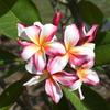 5 PLUMERIA SEEDS -frangipani - Pomelia Variety' "Madam Rainbow" -FRESH SEEDS