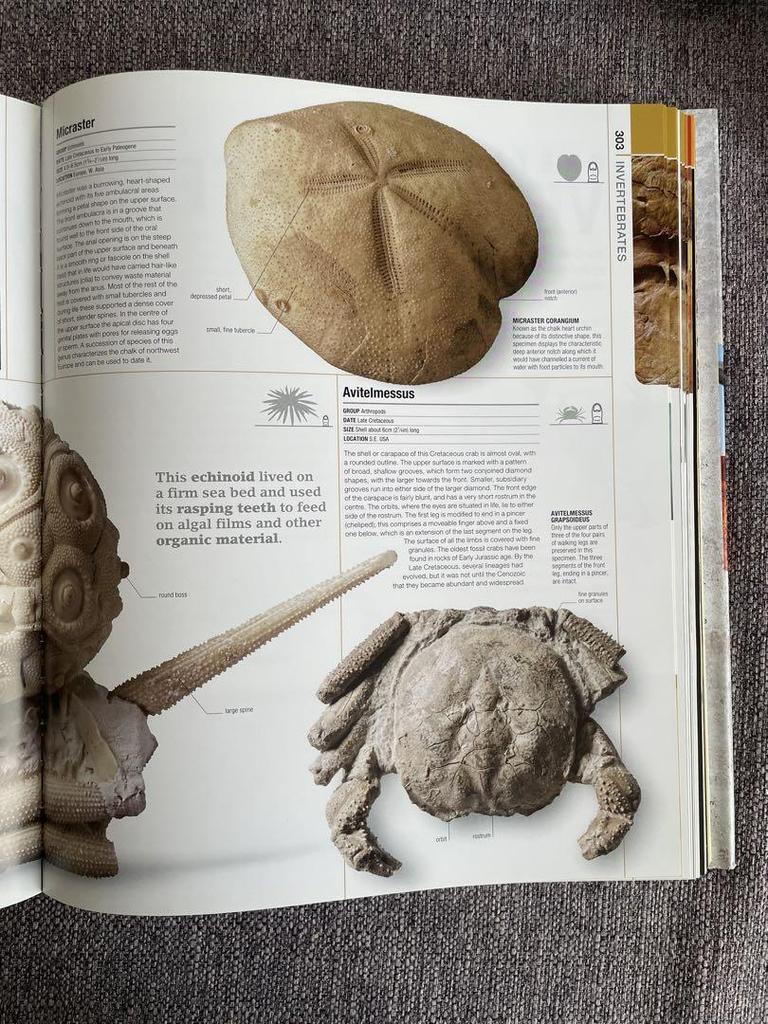 [Б/У] DK Foreign Books Твердый переплет ДОИСТОРИЧЕСКИЙ Твердый переплет