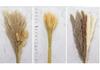 Nordic Style Dried Flower Bouquet: Mixed Arrangement with Small Reeds, Bunny Tail Grass, and Duster for Home Decoration.