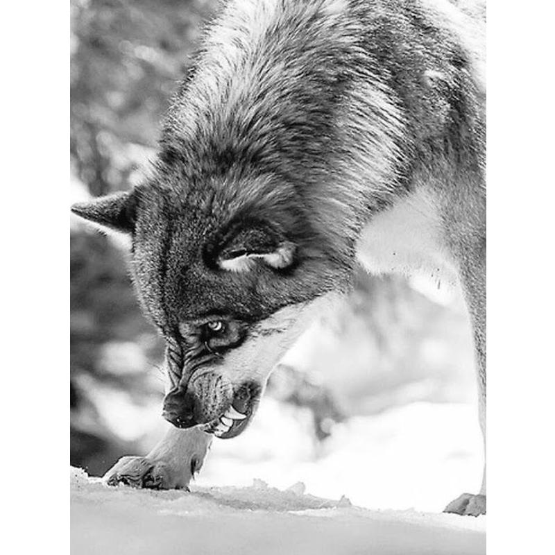 Алмазная мозаика 5D для DIY Волки