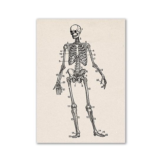 Vintage Human Anatomy Artwork Medical Wall Picture Muscle Skeleton Poster Canvas Art Print Education Hospital Pharmacy Paintings