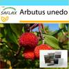 Gift Set - Strawberry Tree - 50 Seeds - With Gift Box, Card, Label and Potting Substrate - Arbutus Unedo