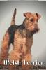 Книга Welsh Terrier : Dog Breed Overview and Guide