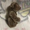 [USED] Steiff Teddy Bear 030147 Used Teddy Bear