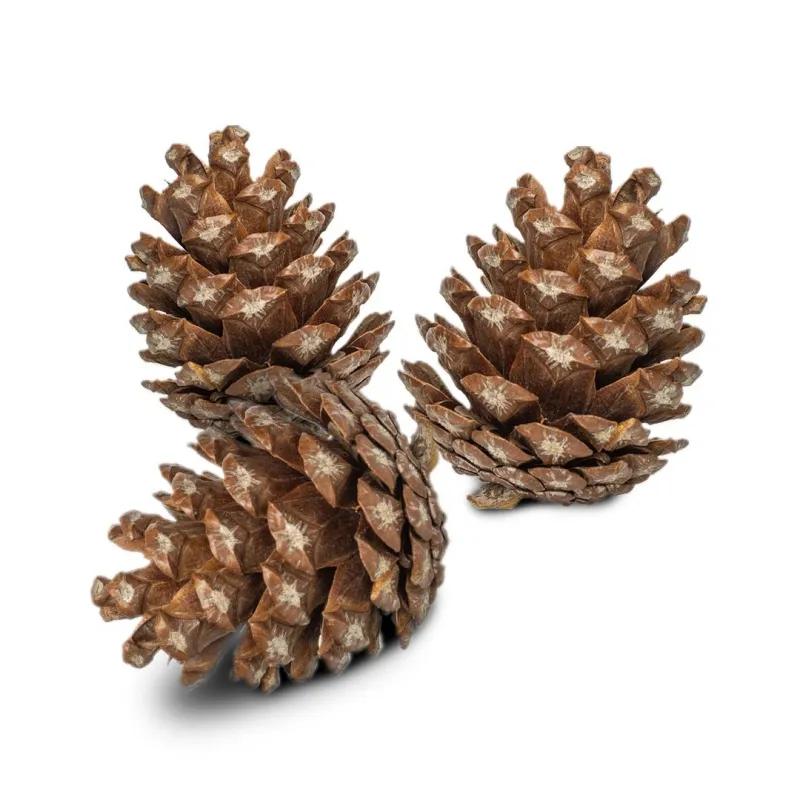 Szyszunie - Naturalnie Suszone Dla Papug 6 Szt