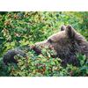 Full 5D Diy Diamond Painting Cartoon Animal Bear Embroidery Cross Stitch Home Decor Handmade Gift