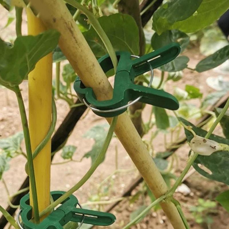 50 шт. фиксированных зажимов для растений, многоразовый зажим для садовой теплицы, кронштейн для фиксированных растений, инструментов для поддержки стеблей саженцев виноградной лозы