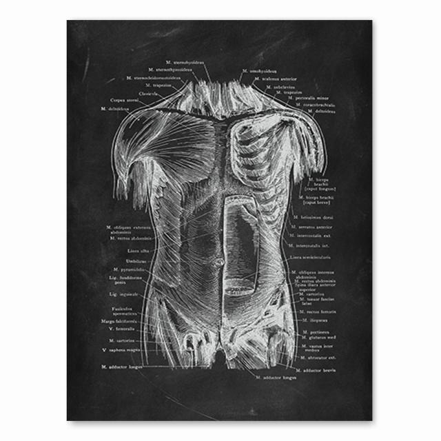 Анатомия человека, художественная работа, медицинская клиника, настенная картина, скелет, орган, мышечная система, винтажный холст с принтом, плакат для обучения телу, без рамки