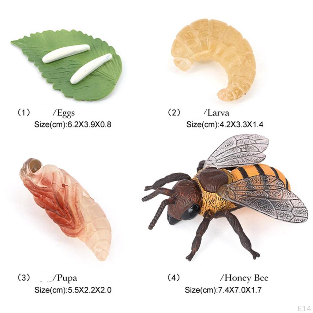 Animal Life Cycle Salmon Model Toy Children Kids Toys