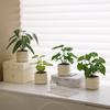 Nordic Small Potted Plant Decor - Indoor Bonsai & Bionic Greenery for Office or Living Room.
