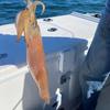 Stainless Steel Egi Fishing Hooks Luminous Octopus Fishing Lures  Saltwater Fishing