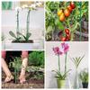 10Pcs Plastic Plant Supports Stakes Flower Stand Sticks Reusable Garden Fixing Tool For Indoor Vegetable Holder Bracket 30cm