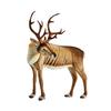 Reindeer No.5605