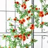 Искусственная лиана "Маргаритка" - Декоративная зелень для покрытия стен и труб