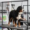 Adjustable Length Pet Grooming Loop Woven Nylon Belt Pet Fixing Lead  Dog Bath Groom