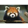 5D Diy Алмазная картина Красная панда Алмазная вышивка Крестом Домашний декор Подарки ручной работыjavascript: