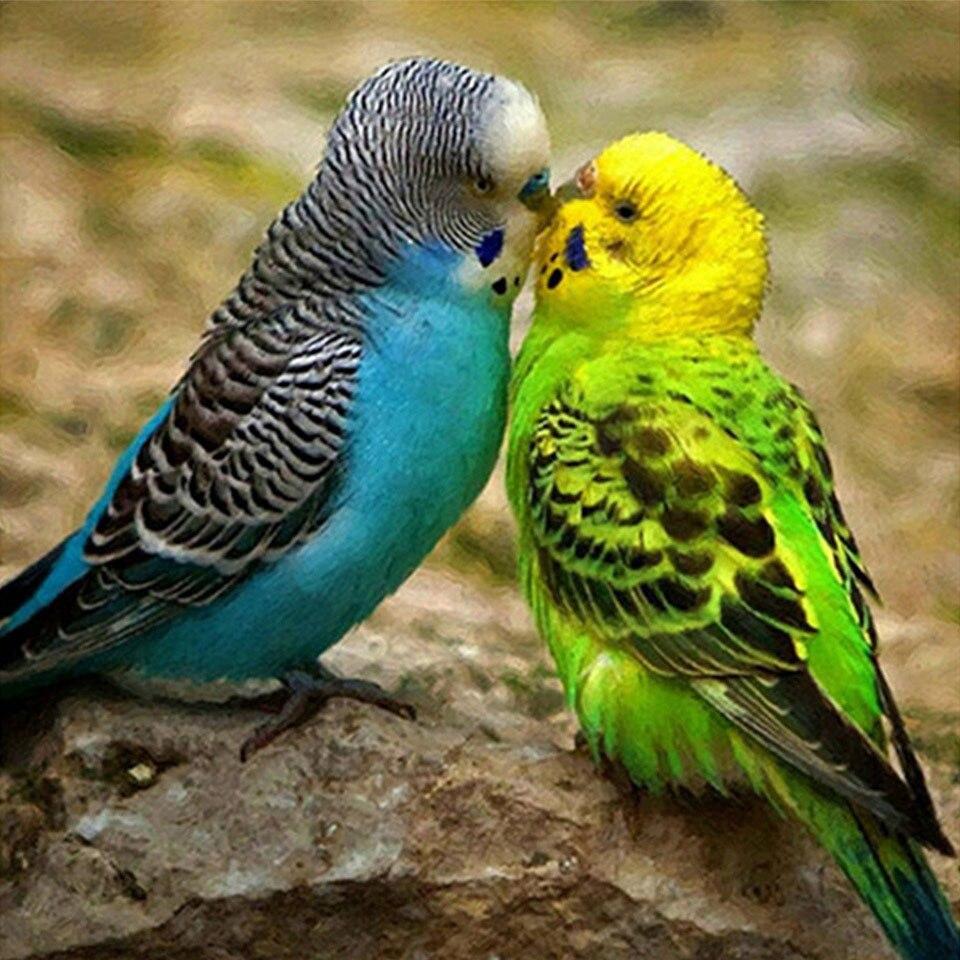 5D DIY алмазная живопись животное попугай Сова птица вышивка крестиком полная дрель Алмазная вышивка мозаика художественная картина Декор из страз