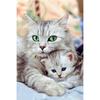 Diamond Embroidery Cute Cat Baby 5D DIY Diamond Painting Diamond Mosaic Pictures Home Decor