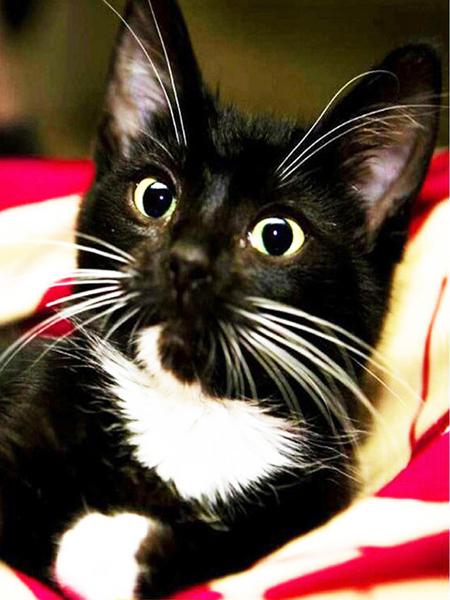 Алмазная картина Кот 5D DIY Алмазная вышивка Распродажа Вышивка крестиком Животные Стразы Мозаика Комплект украшения дома