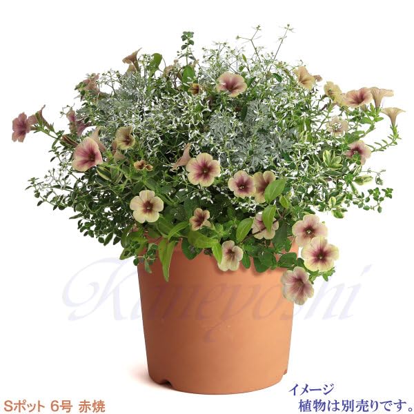 Горшок Микава яки KANEYOSHI в отечественном Керамический цветочный горшок Микава яки S горшок Акаяки 6 [Сделано в Японии/Надежное качество] №