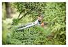 Garden Hedge Shears, Manual