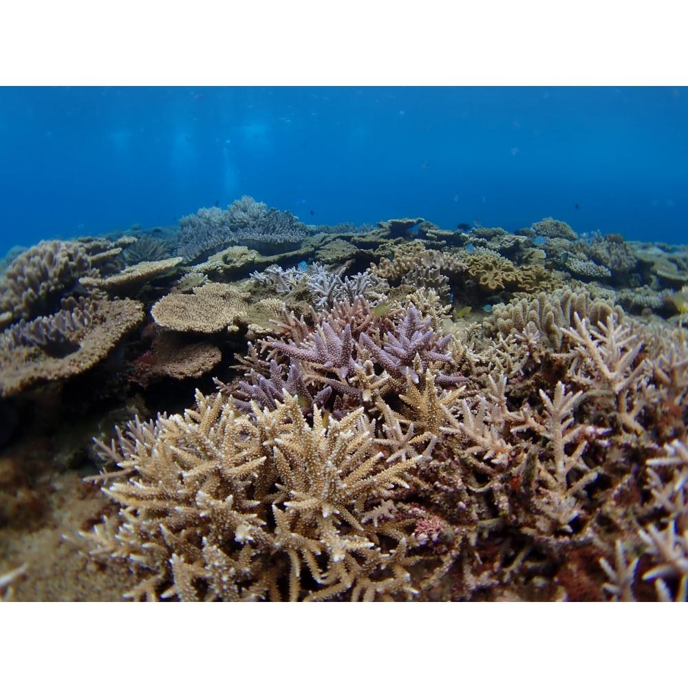 Конвертер «рыбий глаз» FCON-T02 (TG-5TG-6TG-7макросъемкаподводная фотографияна открытом воздухе)