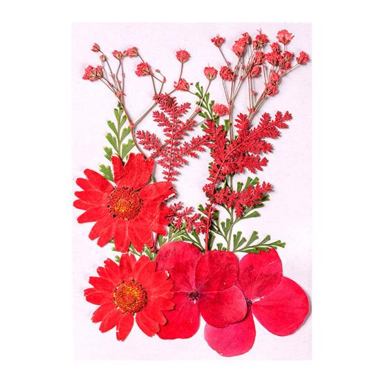 10 Pcs Pressed Dried Flowers Flat Real Dried Blooms All-Natural Colored Dried Flowers for DIY Crafts Scrapbooking Face Decoration