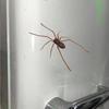 Наклейка на холодильник «Паук», реалистичный магнит «Паук», милый дизайн «Паук», украшение на холодильник, съемные магнитные наклейки для использования в помещении и на улице