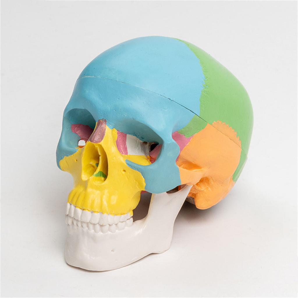 Анатомическая разобранная цветная модель черепа человека, анатомическая модель органов человека, съемная научная анатомическая модель для изучения
