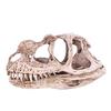Resin Dinosaur Skull Model Simulated Animal Skeleton Home Office Decor Craft Teaching Prop