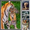 Тигр аниме мультфильм алмазная живопись новые поступления изображение