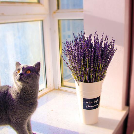 1 коробка, декор из сушеной лаванды, многоцелевой свадебный яркий ароматный прикроватный ароматизатор, натуральные растения