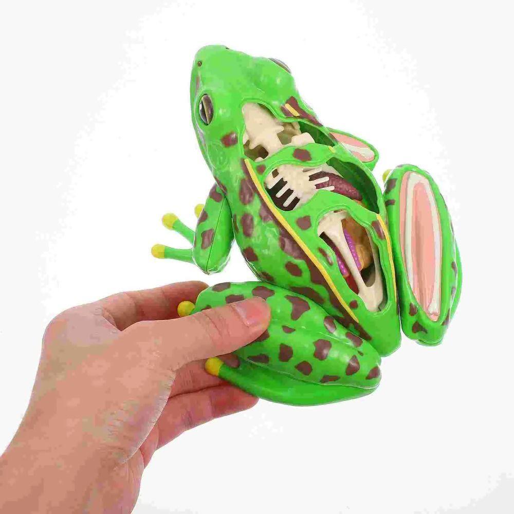 Модель анатомии лягушки для раннего обучения Органы лягушки Модель для препарирования лягушки Для детей