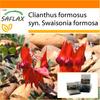 Garden in the Bag - Sturt's Desert Pea - 20 семян - С субстратом в подходящем стоячем пакете - Clianthus formosus
