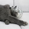 Breathable Adjustable Anti-licking Cat Head Shaped Pet Cat Grooming Transparent Muzzle Pet Supplies
