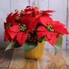 Potted Red Poinsettia Plant Christmas Artificial Flower Arrangement Gift Ornament