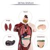 Plastics Human Torso Anatomy Model Construction Kid Skeleton Model  Birthday Kids Gift