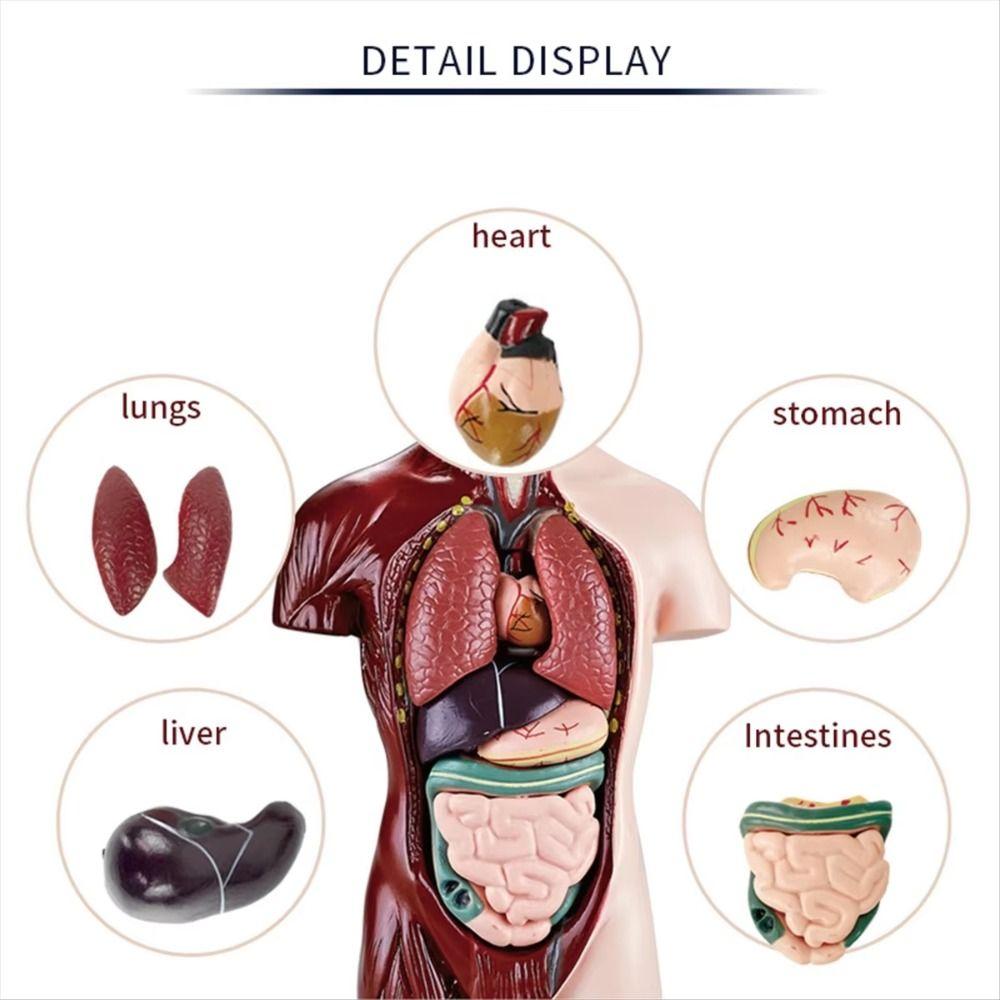 Plastics Human Torso Anatomy Model Construction Kid Skeleton Model  Birthday Kids Gift
