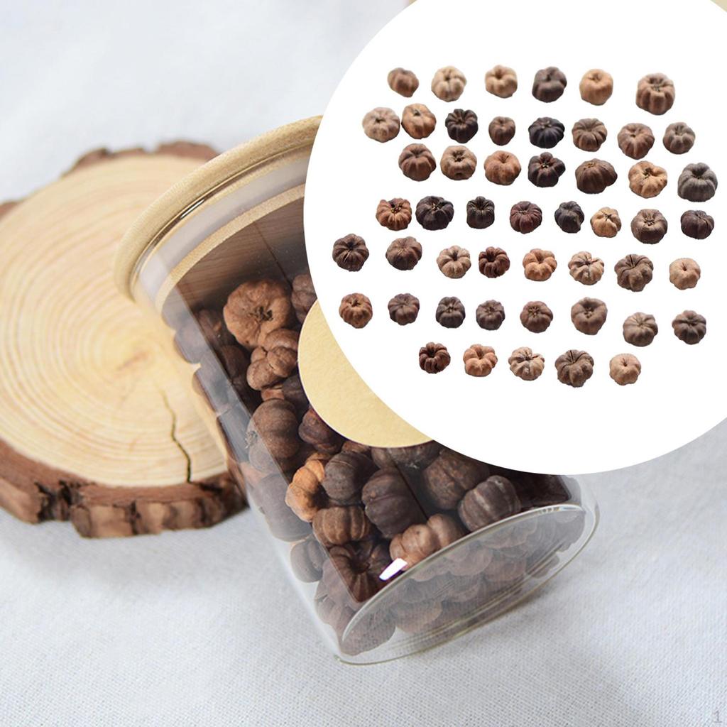 50Pcs Mini Putka Pods Natural Dried Fruits Decor Bowl Fillers Miniature Pumpkins Vase Filler