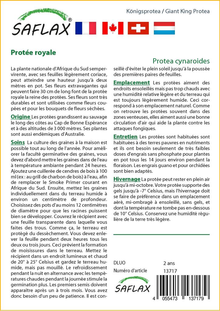 SAFLAX Giant King Protea - 5 семян - С горшечным субстратом для лучшего выращивания - Protea cynaroides