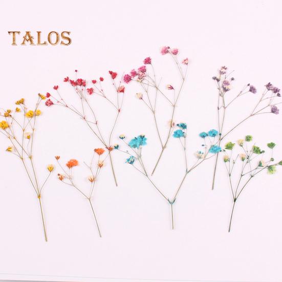 Сушёные цветы для рукоделия 12шт